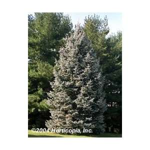  Black Hills Spruce Tree   One Gallon Pot: Patio, Lawn 
