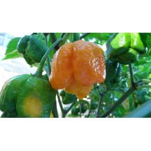  Trinidad Yellow 7 Pot 6 Dried Peppers Patio, Lawn 