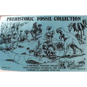   Collected in Utah, Trilobite ,Brachiopod, Dinosaur Bone Toys & Games