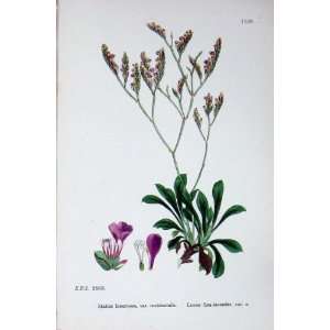   Sea Lavender Botany Plants C1902 Statice Flowers