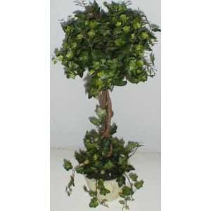  22 Curly Ivy Topiary