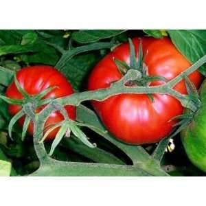  Tomato Seeds   Marmande VF HEIRLOOM (25 seeds) Patio 