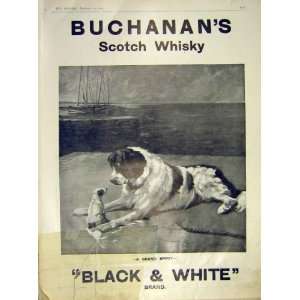   Buchanans Whisky Scotch Black & White Brand Print 1911