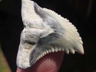   Hemipristis Shark Tooth fossils with confidence from the Tooth Sleuth