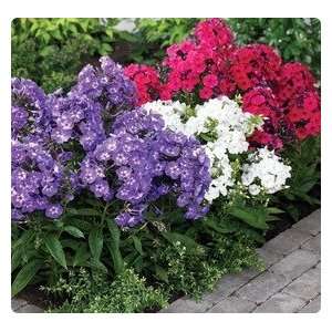  Low Growing Border Purple Kiss Phlox 1 root Patio, Lawn 