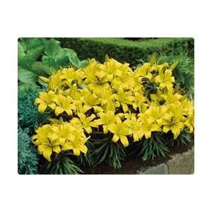  Lily   Border   Yellow Fall Flower Bulb   Pack of Three 
