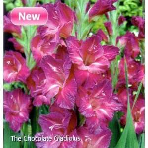  Chocolate Border Gladiolus 8 Bulbs  NEW! Lavender Like 