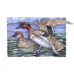  Green Winged Teals   Poster by Paul Brent (15x11.5)