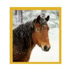  Magnetic Bookmark Horse Head In The Snow, Beautiful and 