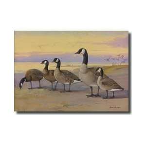   Of Goose Related To The Canada Goose Giclee Print