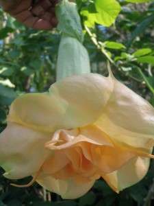 Assorted Brugmansia Seeds  