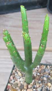 Euphorbia leucodrendron Fat Finger Green Succulent Stems  