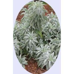  Rainbow Seeds® 1000 California White Sage Seeds~Sacred 