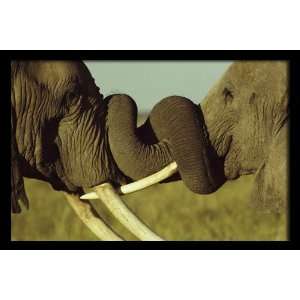  National Geographic, Elephant Test of Strength, 20 x 30 