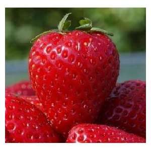  10 Everbearing Strawberry Plants