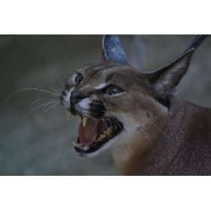  Caracal Taxidermy Photo Reference CD