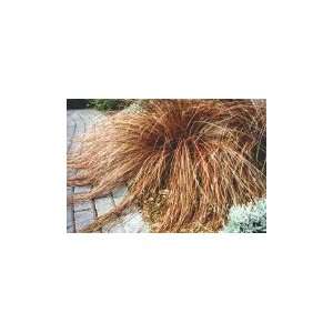  Carex buchananii   Sedge, Leatherleaf: Patio, Lawn 