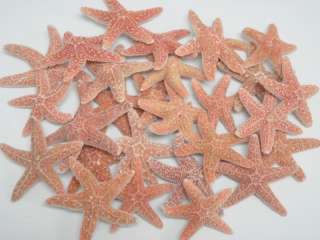 SUGAR STARFISH STAR SEA SHELL BEACH WEDDING 1 2 25 PCS #7134  