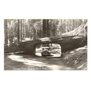  Car Driving Through Redwood Travel Premium Poster Print 