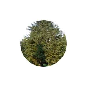  Cedar Harmonia Essential Oil Beauty