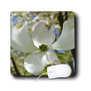  Patricia Sanders Flowers   Beautiful Dogwood Flower  White 