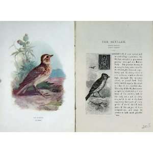    1901 Swaysland Wild Birds Skylark Thorburn Colour: Home & Kitchen