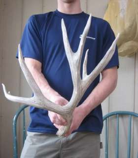 91 MULE DEER SHED antlers taxidermy whitetail rack mount elk 