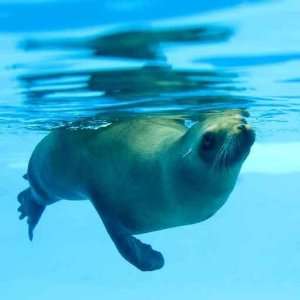  Picture of a Seal Swimming under Water   Peel and Stick 