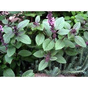   Basil Herb 200 Seeds   Heirloom   Mild Flavor Patio, Lawn & Garden
