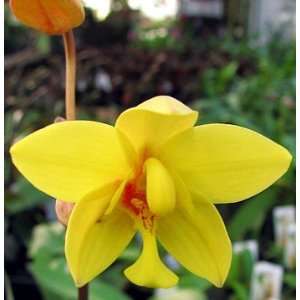 Yellow Philippine Ground Orchid Grocery & Gourmet Food