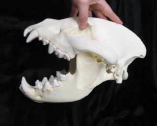 Huge spotted hyena skull taxidermy replica cast  