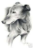 GREYHOUND Dog Drawing ART 11 X 14 Print Signed DJR  