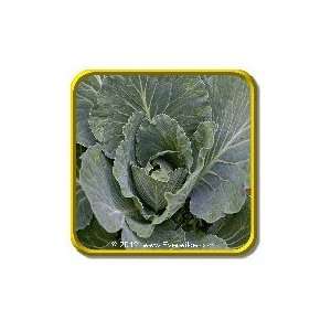  1 Lb   Cabbage Seeds   Brunswick Bulk Vegetable Seeds 