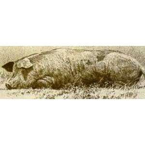  Robert Bateman   Spanish Pig Lithograph