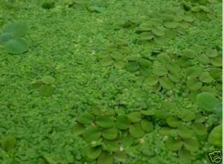 Mixed Floaters Aquarium Plants Duckweed Salvinia + Large Water Lettuce 