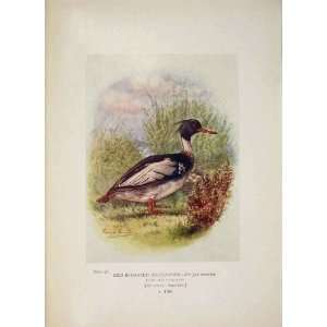  Red Breasted Merganser Bird Colour Antique Old Print