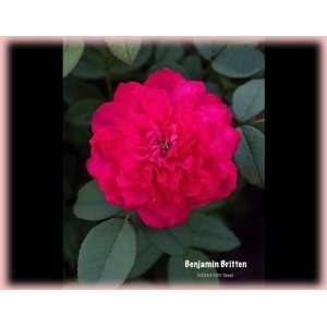  Benjamin Britten (Rosa English Rose)   Bare Root Rose 