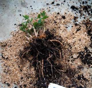 Chinook   Beer Hops COMPLETE CROWN not rhizome  