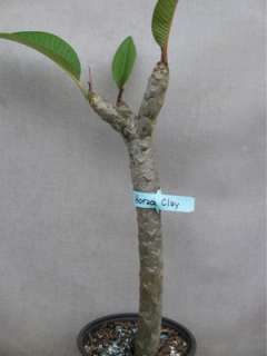 RARE  HORACE CLAY ROOTED CUTTING PLUMERIA PLANT   16   3 TIPS 