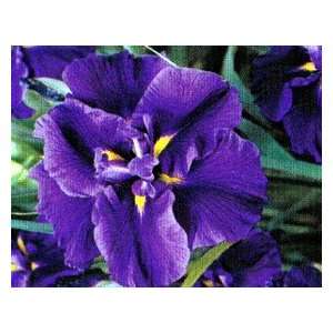  Wine Ruffles Iris Patio, Lawn & Garden