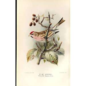  Mealy Redpole Lilford Birds 1885 97 By J G Keulemans