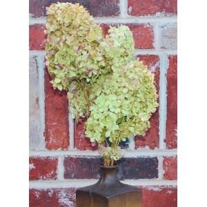  Dried Hydrangea Flower Bunch   Limelight Color
