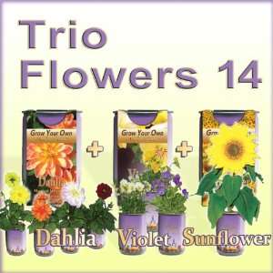  Dahlia, Sunflower and Violet   Growing kit Patio, Lawn 