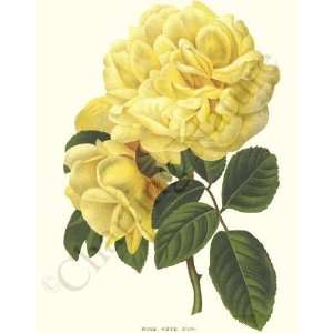  Botanical Yellow Rose Print: Rose Reve dOr: Home 