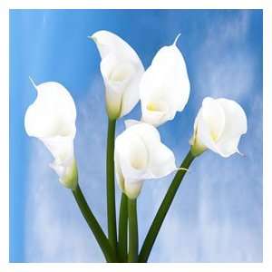 Calla Open Cut White 36 Flowers Grocery & Gourmet Food