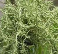 Usnea lichen, Native digestive antibiotic bulk herb 1oz  
