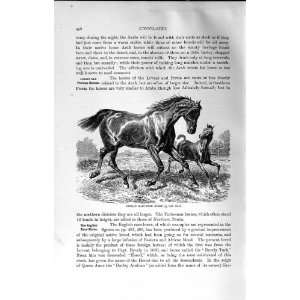    NATURAL HISTORY 1894 GERMAN HALF BRED HORSE ANIMAL
