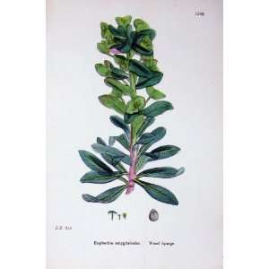  Botany Plants C1902 Wood Spurge Euphorbia Colour