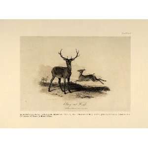  1924 Stag Hind Red Deer Antlers English Antique Print 