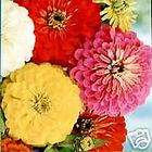   Giant 5 Dahlia blooms 300 seed+FREE Free Ship on Additional